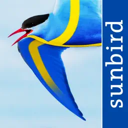 All Birds Sweden - Photo Guide